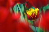Yellow & Red Tulip_53159